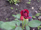 Darcey Bussell