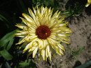 DSCF7413