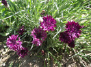 DSCF7416