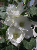DSCF7424