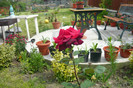 my pictures 008