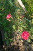 my pictures 026