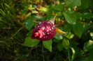 my pictures 042