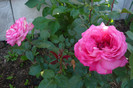 my pictures 047