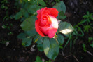 my pictures 048