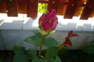 my pictures 050