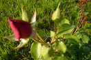 my pictures 052