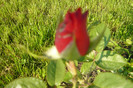 my pictures 053