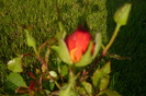 my pictures 054