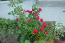 my pictures 064
