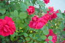 my pictures 065