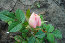 my pictures 070