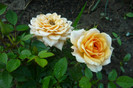 my pictures 071