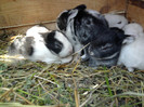 Photo0492