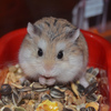 Hamsteri Roborovsky