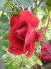 Rose Blaze Superior (2012, June 02)