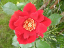 Rose Blaze Superior (2012, June 05)