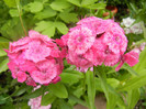 Dianthus barbatus (2012, June 05)