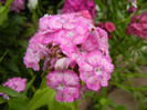 Dianthus barbatus (2012, June 05)