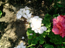 Picture 034
