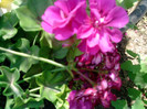 Picture 036