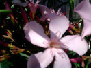 Picture 037