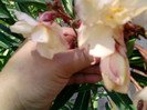 Picture 040