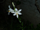DSCN7632