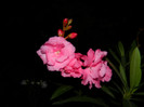 DSCN7634