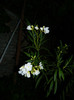 DSCN7636