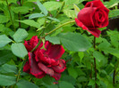 DSCN7666