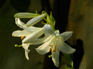 DSCN7694