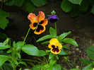 DSCN7734