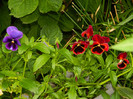 DSCN7735