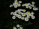 DSCN7763