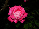 DSCN7765