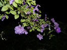 DSCN7767