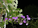 DSCN7770