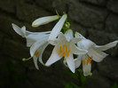 DSCN7778