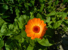 DSCN7787