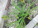 Hemerocallis stella d'oro