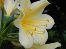 Detaliu. Clivia My Goodness