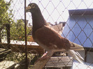 VOIAJOR M 31