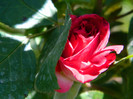 DSCN0687