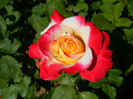 Double Delight 2011
