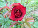 mai 2011
