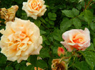 Caramella mai 2011