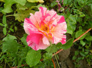 DSCN1734