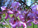 Robinia Hispida