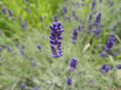 Lavandula angustifolia (2012, May 30)